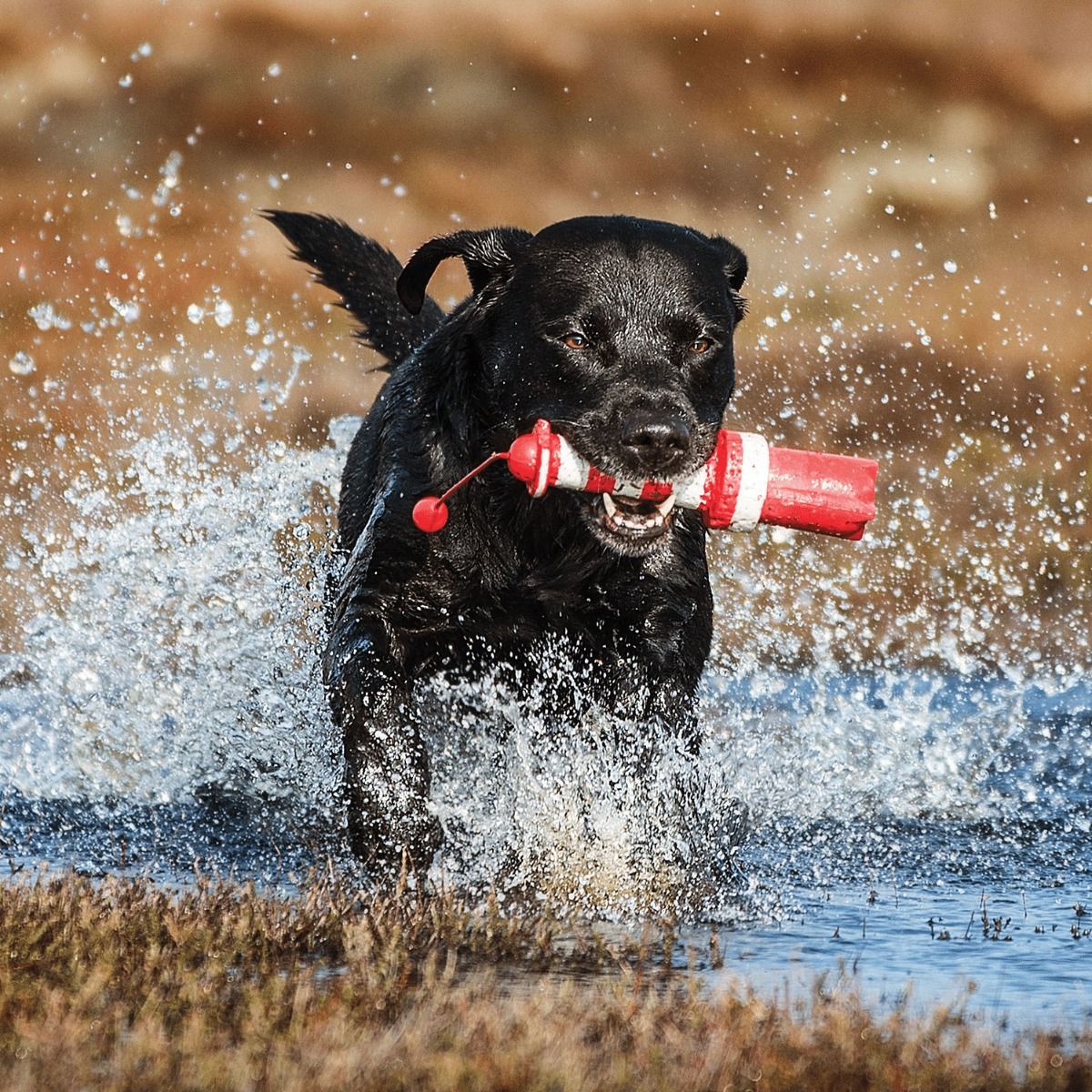 Rogz Lighthouse Fetch Dog Toy - RED/WH 24CM - Shopivet.com