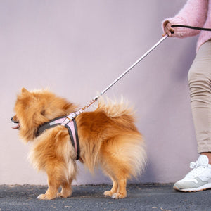Rogz Urban Classic Dog Leash - Turquoise Medium - Shopivet.com