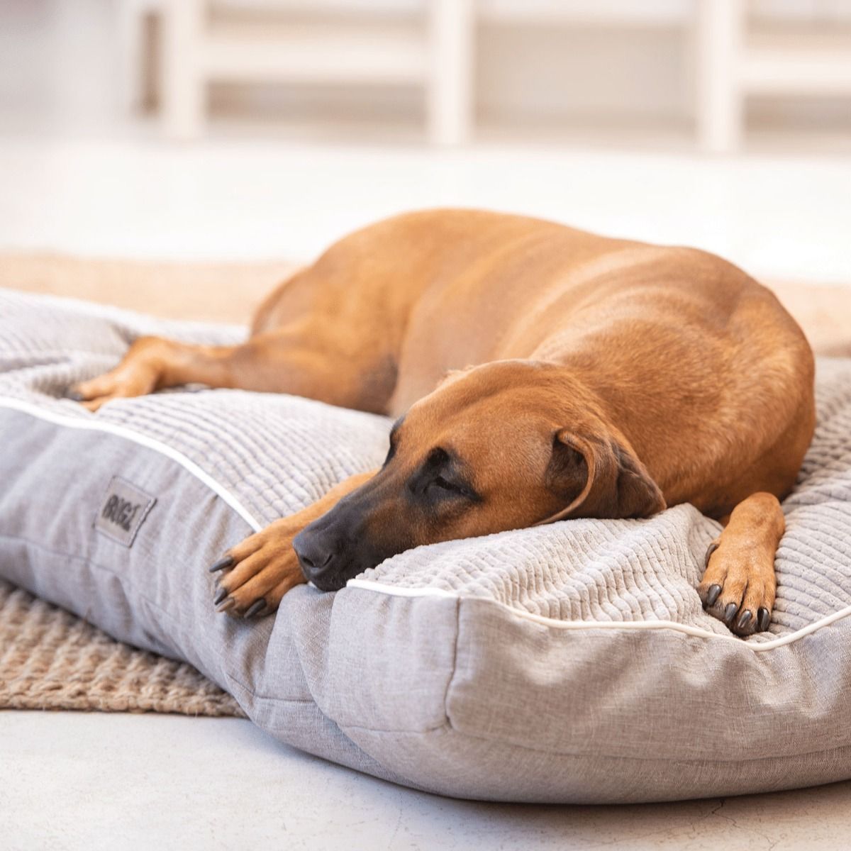 Rogz Indoor Flat Dog Bed - NATURAL X-Large
