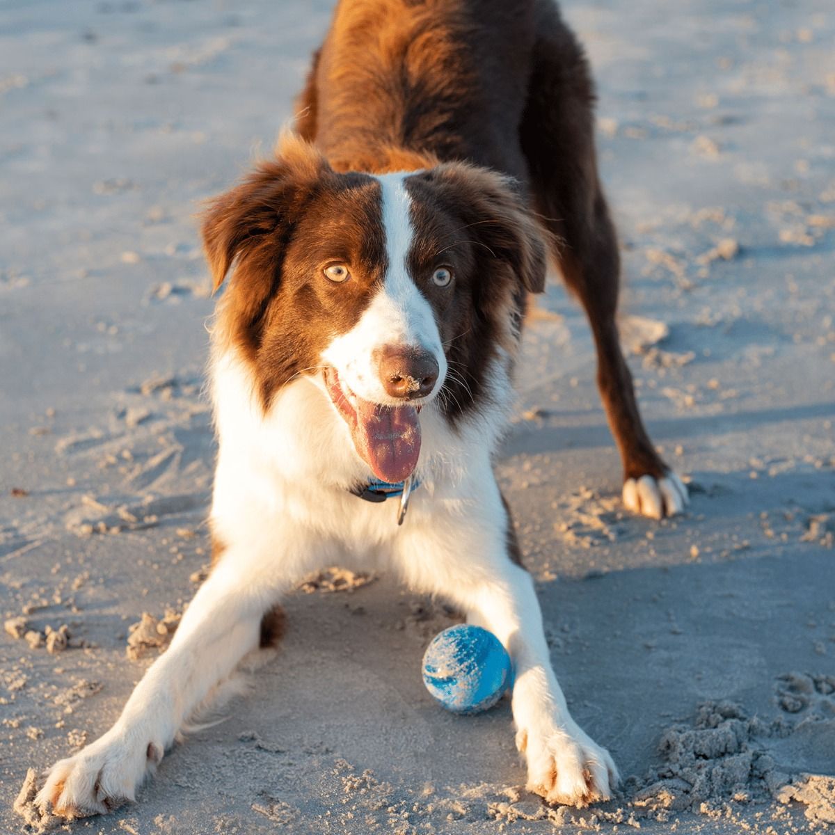 Rogz Squeekz Fetch Ball Dog Toy - ORANGE