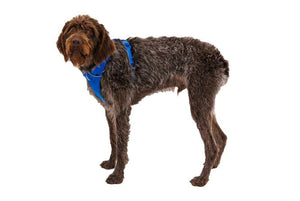 Ruffwear Front Range Padded Dog Harness - Blue Pool Large/X - Large - Shopivet.com