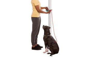 Ruffwear Hitch Hiker Dog Portable Hitch & Leash Combo - Aurora Teal - Shopivet.com