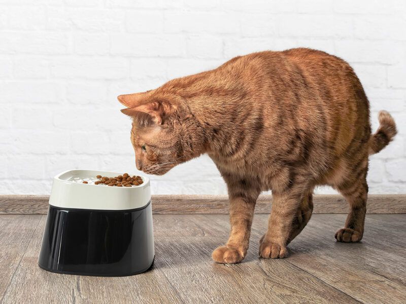 Savic Ergonomic Cube Food Cat Bowl - Shopivet.com
