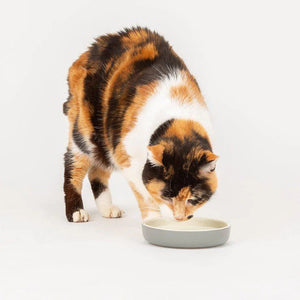 Scruffs Classic Cat & Small Pet Saucer - GREY - Shopivet.com