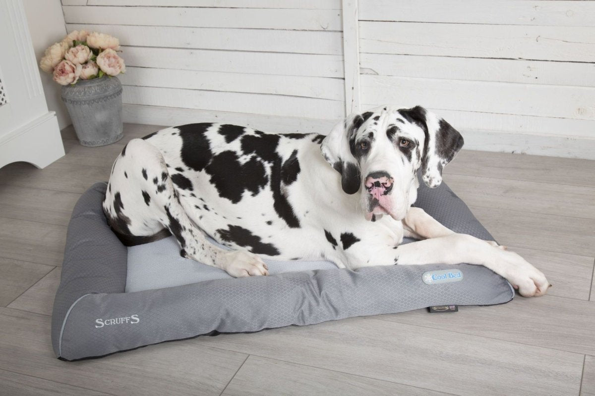 Scruffs Self - Cooling Dog Bed - X - LARGE - Shopivet.com