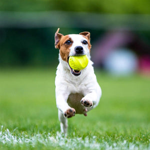 SKIPDAWG Dog Agility Ball Pack of 2 (Medium) - Shopivet.com
