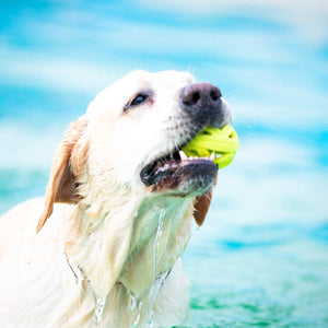 SKIPDAWG Dog Breezy Ball Pack of 2 (Medium) - Shopivet.com