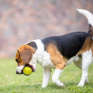 Skipdawg Duroflex Ball (Medium) - Shopivet.com