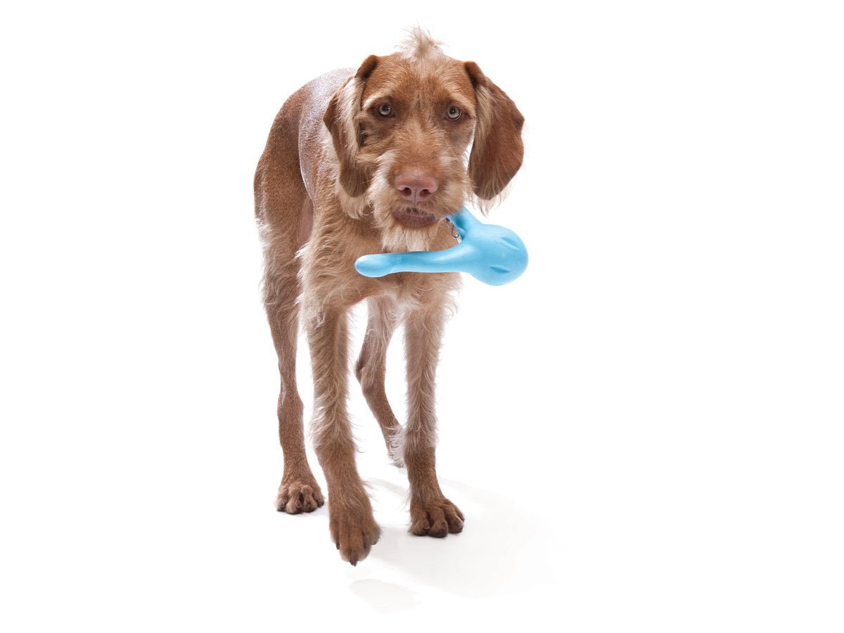 Tizzi Dog Toy - tangerine - Shopivet.com