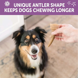 WHIMZEES Occupy Antler Natural Dental Chews for Dogs – Large (6pc) - Shopivet.com