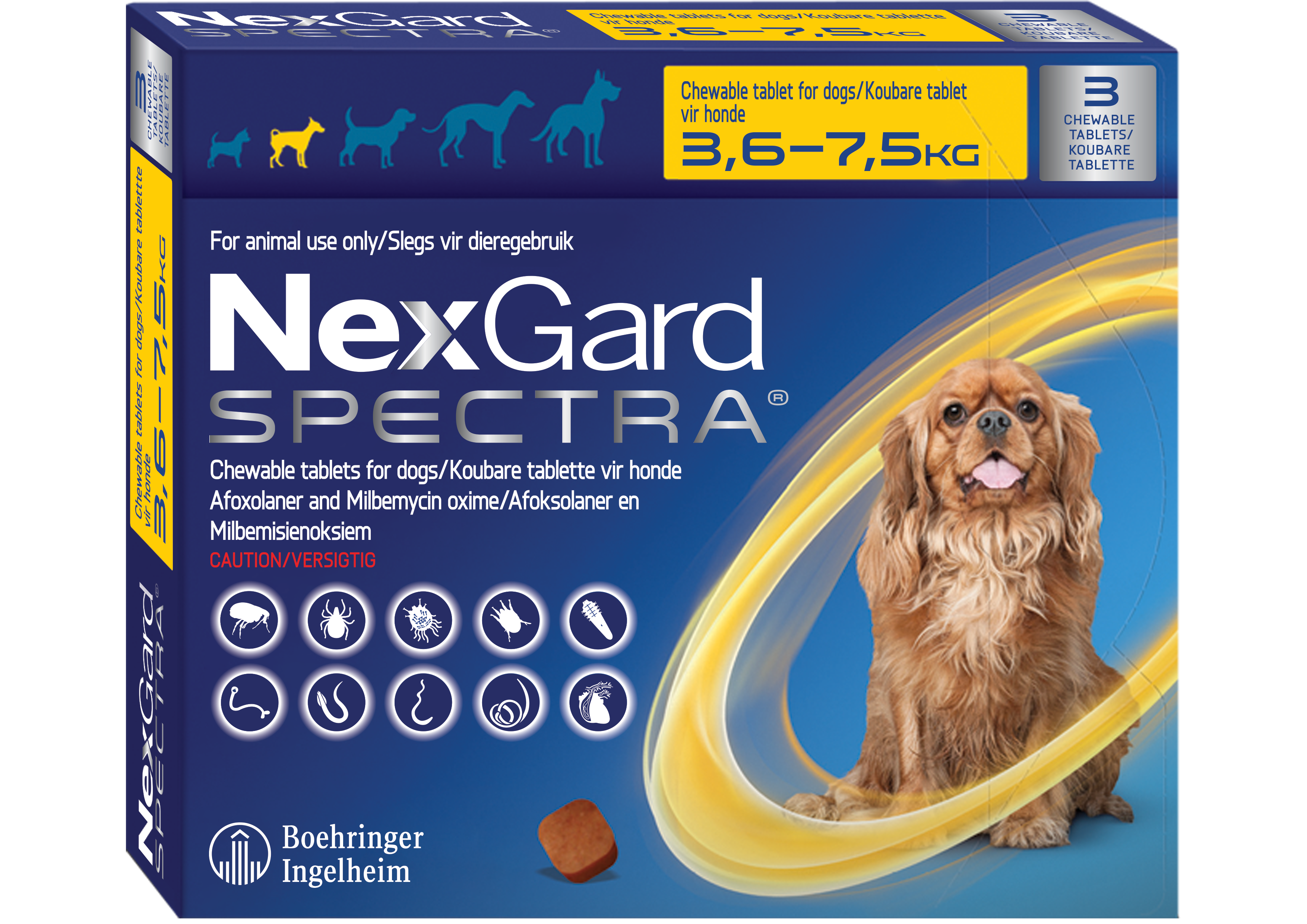How to protect your cat and dog from fleas and ticks in the UAE ...