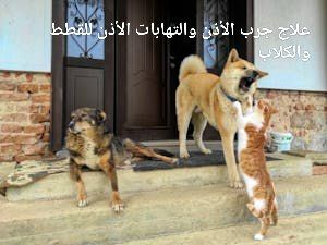 علاج جرب الأذن والتهابات الأذن للقطط والكلاب - Shopivet.com