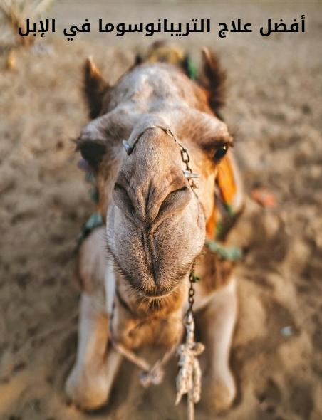أفضل علاج التريبانوسوما في الإبل - Shopivet.com