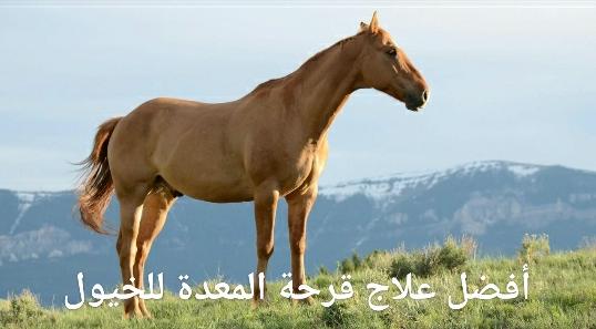 أفضل علاج قرحة المعدة للخيول - Shopivet.com