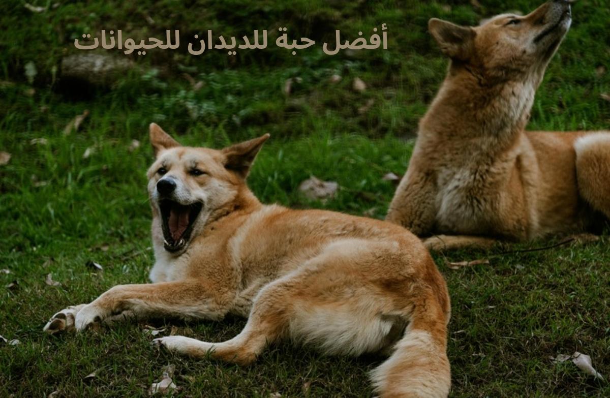 أفضل حبة للديدان للحيوانات - Shopivet.com