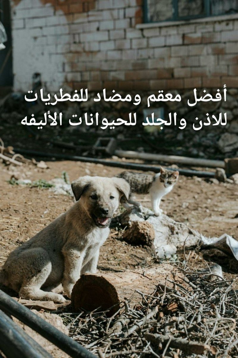 أفضل معقم ومضاد للفطريات للاذن والجلد للحيوانات الأليفه - Shopivet.com
