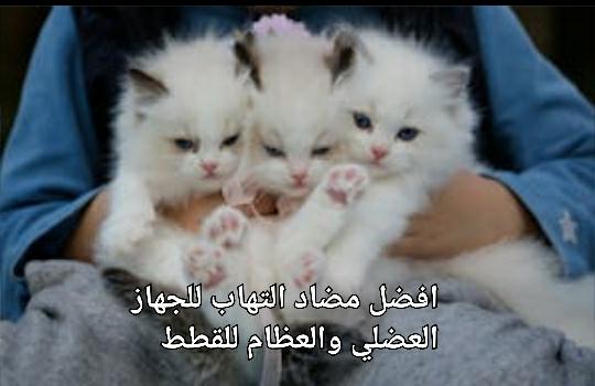 افضل مضاد التهاب للجهاز العضلي والعظام للقطط - Shopivet.com