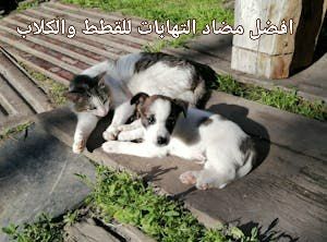افضل مضاد التهابات للقطط والكلاب - Shopivet.com