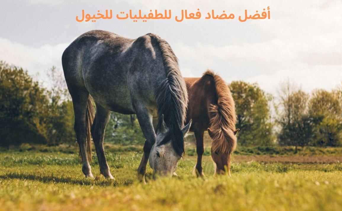 أفضل مضاد فعال للطفيليات للخيول - Shopivet.com