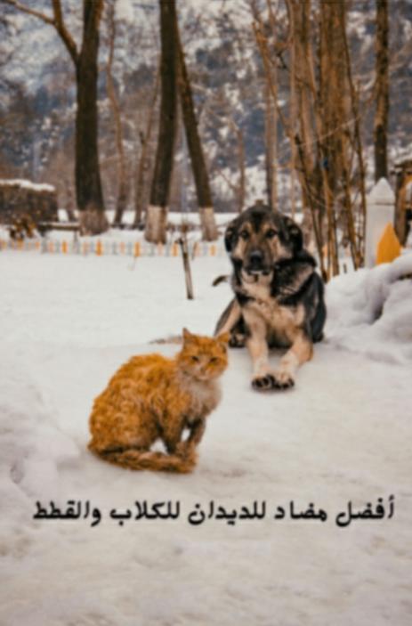 أفضل مضاد للدیدان للكلاب والقطط - Shopivet.com