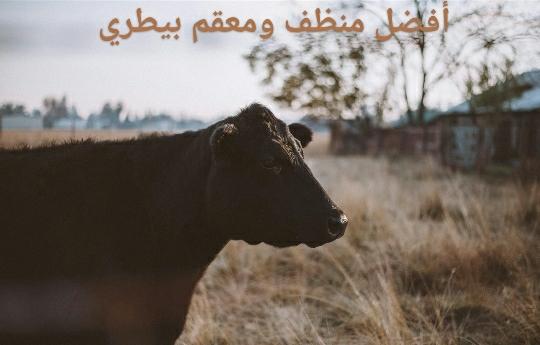 أفضل منظف ومعقم بيطري - Shopivet.com
