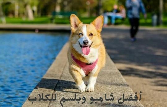 أفضل شامبو وبلسم للكلاب - Shopivet.com