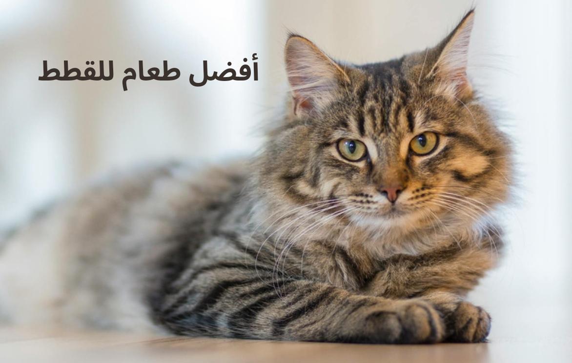 أفضل طعام للقطط - Shopivet.com