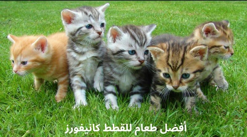 أفضل طعام للقطط كانيفورز - Shopivet.com
