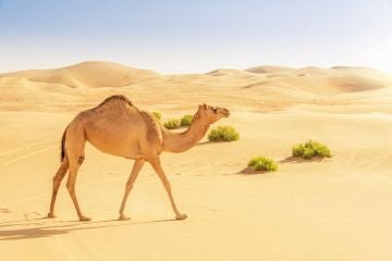 اهمية فيتامين (ه) لهجن السباق - Shopivet.com