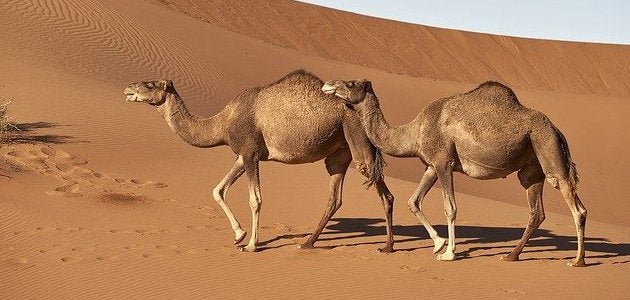 الديدان والطفيليات المعويه في الإبل خطورتها واسبابها - Shopivet.com