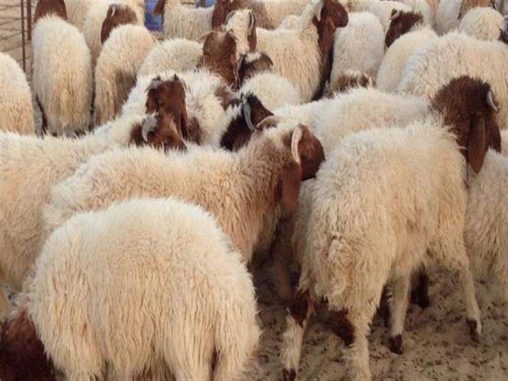 الإجهاد الحراري في الأغنام - Shopivet.com
