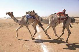 الفيتامينات والمعادن والأملاح الهامة للهجن - Shopivet.com