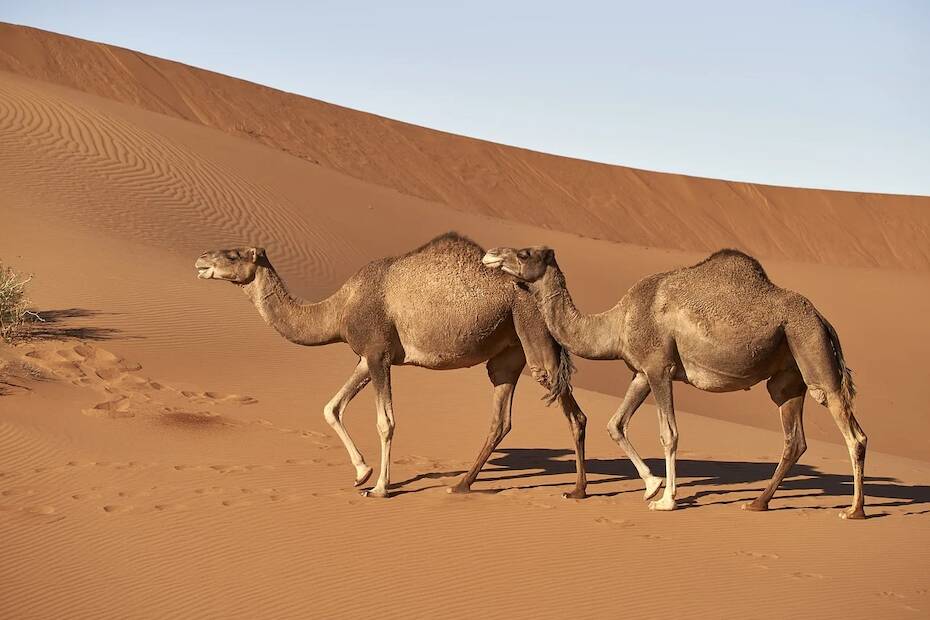 الحمى المالطية عند الإبل - Shopivet.com