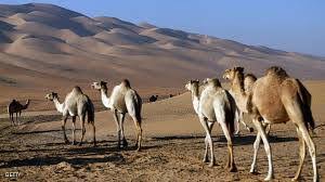 الجمرة الخبيثة في الإبل - Shopivet.com