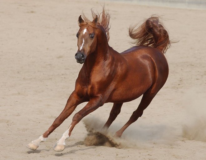 الكزاز في الخيل اسبابه وطرق العلاج - Shopivet.com