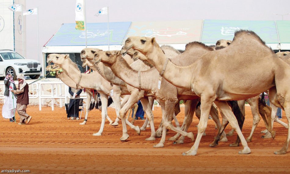 المميزات العامه لإبل السباق - Shopivet.com