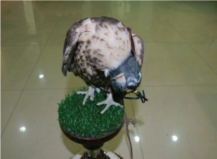 النيوكاسل (الصرع) في الصقور - Shopivet.com
