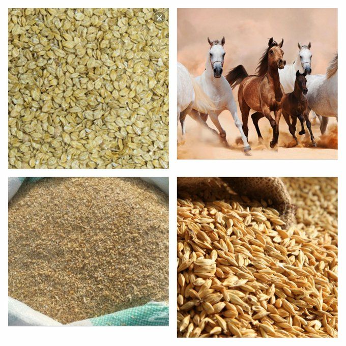 الشعير والخيول - Shopivet.com