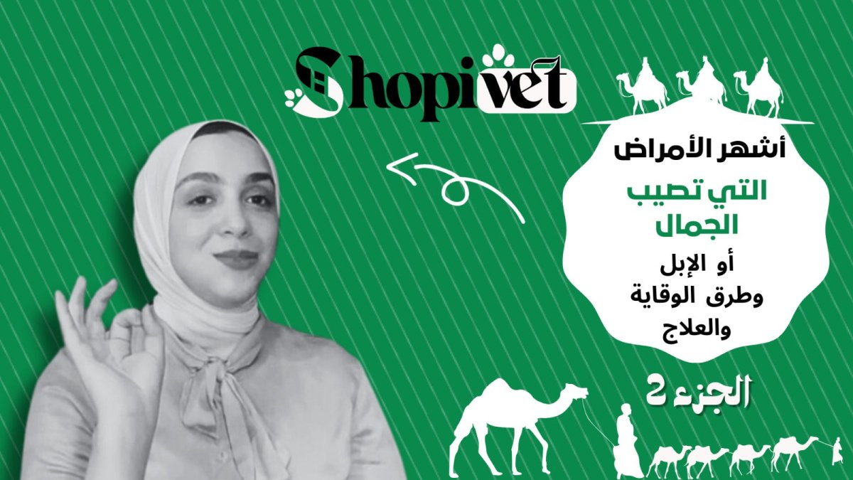 أشهر الأمراض التي تصيب الجمال أو الإبل وطرق الوقاية والعلاج - Shopivet.com