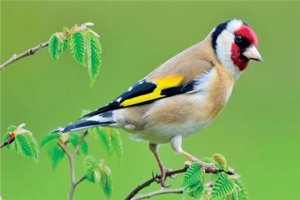 اذا كنت من مربي الطيور وخاصة طيور الزينه إليك بعض النصائح الهامة - Shopivet.com