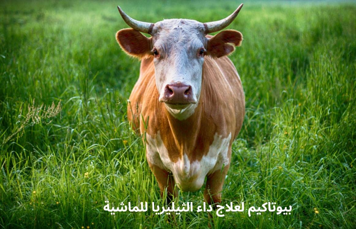 بيوتاكيم لعلاج داء الثيليريا للماشية - Shopivet.com