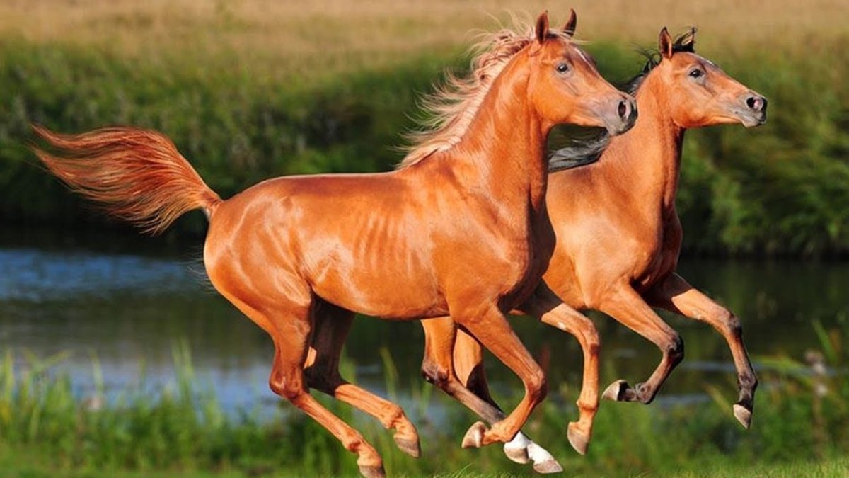 ديدان الخيول - Shopivet.com