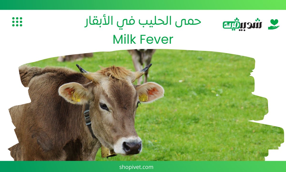 حمى الحليب في الأبقار - Shopivet.com