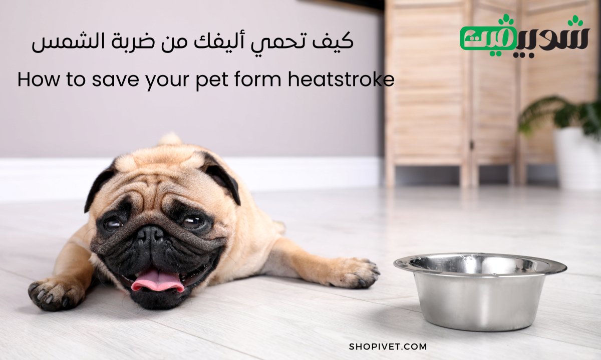 كيف تحمي حيوانك الأليف من ضربة الشمس؟ - Shopivet.com