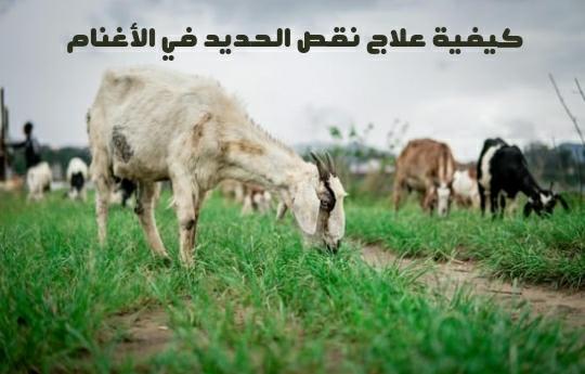 كيفية علاج نقص الحديد في الأغنام؟ - Shopivet.com