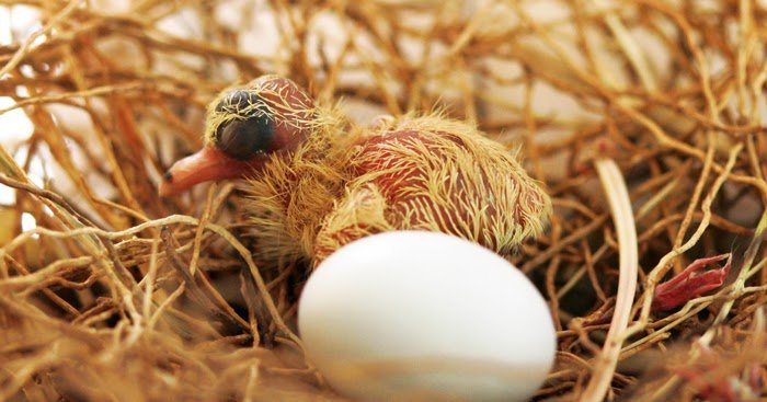كيفية الاعتناء بصغار الحمام و تغذيتهم - Shopivet.com