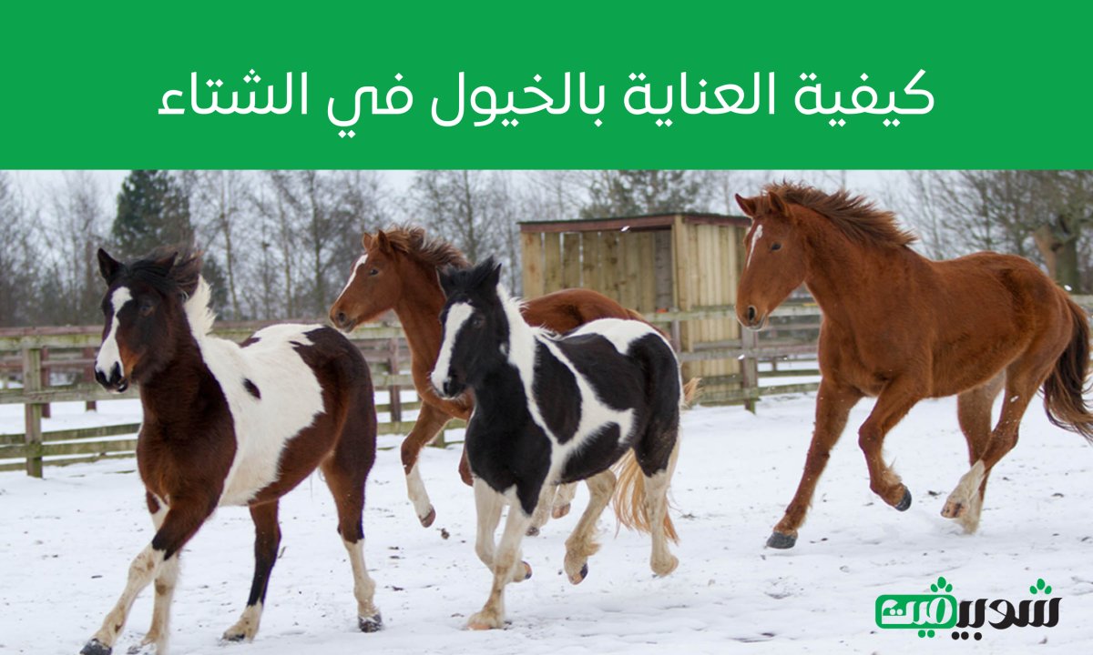 كيفية العنابة بالخيول في الشتاء - Shopivet.com