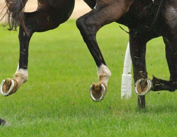 كيفية العناية بحوافر الخيل - Shopivet.com