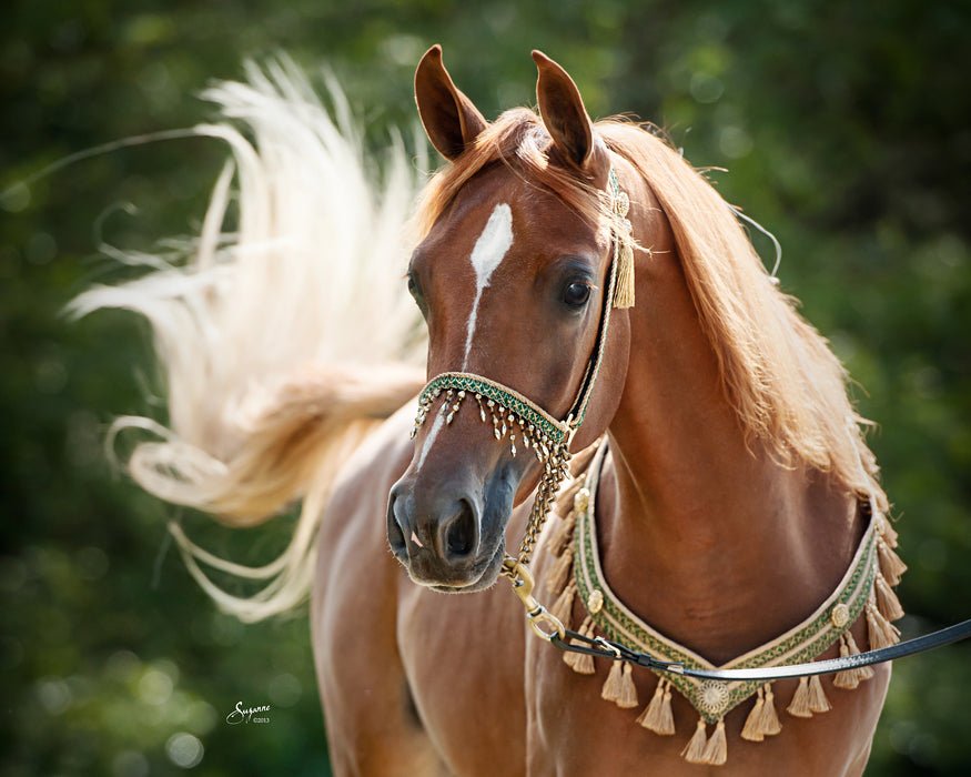 كيفية تحسين اداء الخيل وزيادة طاقته وقدرته على العمل - Shopivet.com