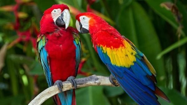 ما الذي يحتاجه البغبان؟ - Shopivet.com